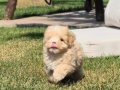BİZİ ARAMADAN KARAR VERMEYİN MALTİPOO YAVRULARİ 