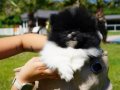 Türkiye'nin en özel çiftliğinden pomeranian yavruları