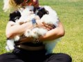Türkiye'nin en özel çiftliğinden pomeranian yavruları