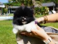Türkiye'nin en özel çiftliğinden pomeranian yavruları