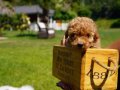 BİR BİRİNDEN GÜZEL TEACUP POODLE YAVRULARI 