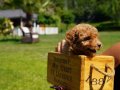 BİR BİRİNDEN GÜZEL TEACUP POODLE YAVRULARI 