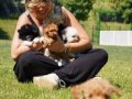 HARİKA POODLE YAVRULARI SİZLERİ BEKLİYOR 