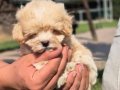 EFSANE TEA CUP MALTİPOO YAVRULARI