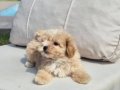 EFSANE TEA CUP MALTİPOO YAVRULARI