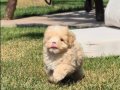 EFSANE TEA CUP MALTİPOO YAVRULARI