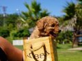 Oyucu Poodle Yavruları İstanbul 