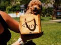 Oyucu Poodle Yavruları İstanbul 