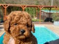 EĞİTİMLİ POODLE YAVRULARI İSTANBUL 