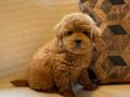 EN SEVİMLİ POODLE YAVRULARI 