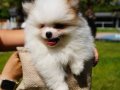 EN SEVİMLİ POMERANİAN BOO YAVRULARI 