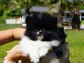 EN SEVİMLİ POMERANİAN BOO YAVRULARI 