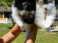 EN SEVİMLİ POMERANİAN BOO YAVRULARI 