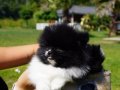 EN SEVİMLİ POMERANİAN BOO YAVRULARI 
