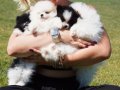EN SEVİMLİ POMERANİAN BOO YAVRULARI 