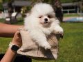 Pomeranian Boo Yavruları 
