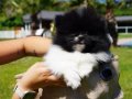 Pomeranian Boo Yavruları 