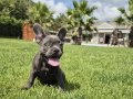 BLUE FRENCH BULLDOG YAVRULARI 