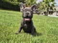 BLUE FRENCH BULLDOG YAVRULARI 
