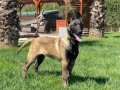 FULL EĞİTİMLİ HARİKA BELÇİKA KURDU 8 AYLIK
