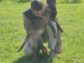 FULL EĞİTİMLİ HARİKA BELÇİKA KURDU 8 AYLIK