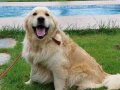 SECERELİ GOLDEN RETRİEVER YAVRULARI 