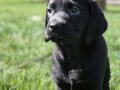 %100 Safkan Labrador Yavruları 