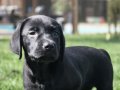 %100 Safkan Labrador Yavruları 