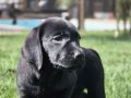 %100 Safkan Labrador Yavruları 