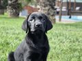 %100 Safkan Labrador Yavruları 