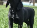 %100 Safkan Labrador Yavruları 