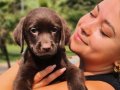 Birinci Sınıf Cholate Labrador Yavruları Çiftlikten 