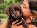 Birinci Sınıf Cholate Labrador Yavruları Çiftlikten 