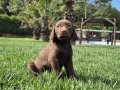 Birinci Sınıf Cholate Labrador Yavruları Çiftlikten 