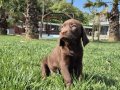 Birinci Sınıf Cholate Labrador Yavruları Çiftlikten 