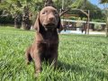 Birinci Sınıf Cholate Labrador Yavruları Çiftlikten 