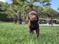 Birinci Sınıf Cholate Labrador Yavruları Çiftlikten 