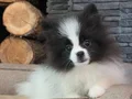 EFSANA GÜZEL VE ZEKI KIZIMIZ POM SİZLERİ BEKLIYOM 
