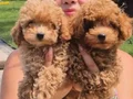 EN GÜZEL MİNİ BOY BÜYÜMEYEN RED POODLE YAVRULARIMIZ 