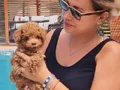 EN GÜZEL MİNİ BOY BÜYÜMEYEN RED POODLE YAVRULARIMIZ 