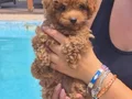 EN GÜZEL MİNİ BOY BÜYÜMEYEN RED POODLE YAVRULARIMIZ 