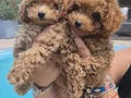 EN GÜZEL MİNİ BOY BÜYÜMEYEN RED POODLE YAVRULARIMIZ 