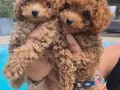 EN GÜZEL MİNİ BOY BÜYÜMEYEN RED POODLE YAVRULARIMIZ 