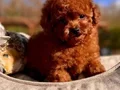 RED BROWN POODLE BİZİ ARAMADAN KARAR VERMEYİN