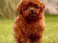 RED BROWN POODLE BİZİ ARAMADAN KARAR VERMEYİN