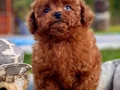 RED BROWN POODLE BİZİ ARAMADAN KARAR VERMEYİN