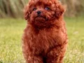 RED BROWN POODLE BİZİ ARAMADAN KARAR VERMEYİN