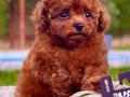 RED BROWN POODLE BİZİ ARAMADAN KARAR VERMEYİN