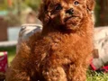 RED BROWN POODLE BİZİ ARAMADAN KARAR VERMEYİN