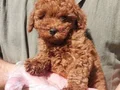 Muhteşem toy Poodle yavrularımız
